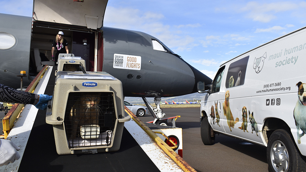VS-Photograph_20240426_GFL_HI-CA_Loading_001_©MauiHumaneSociety copy